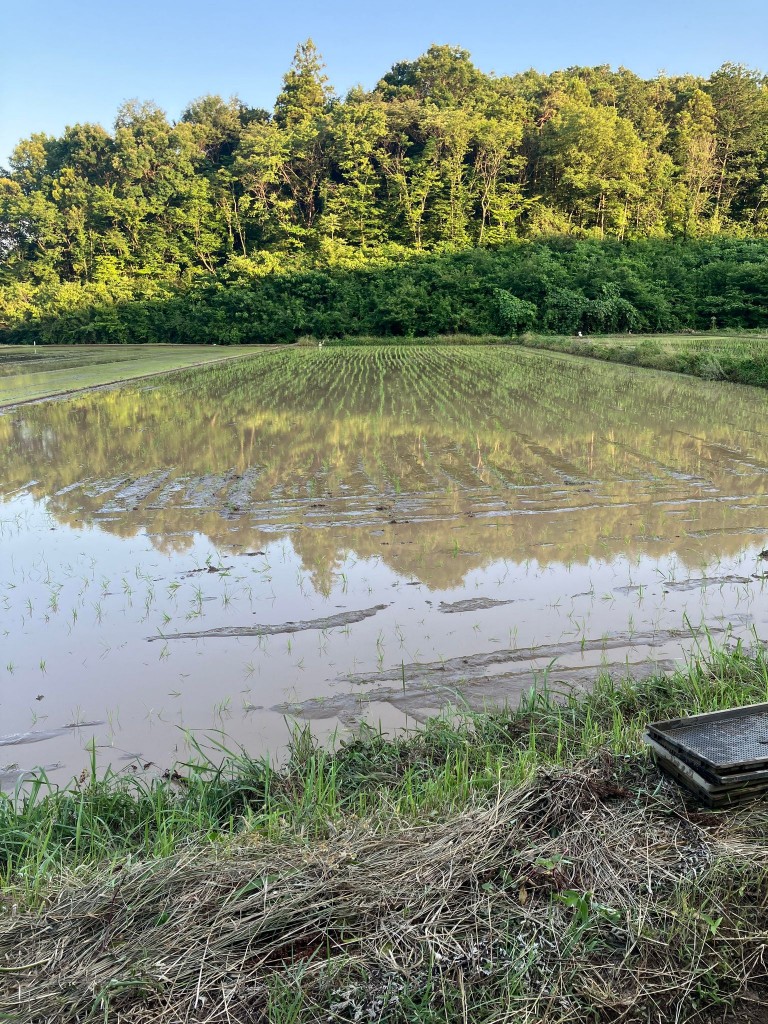 田植え2024農福連携圃場