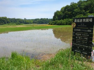 農福連携圃場田植1