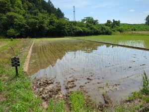 農福連携圃場田植2